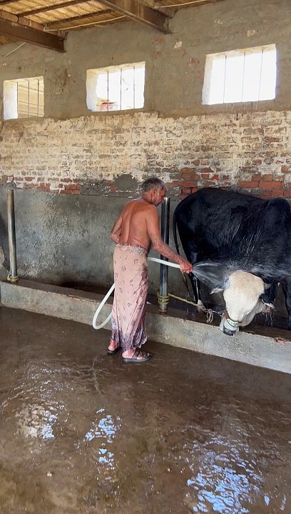 Animals shower time