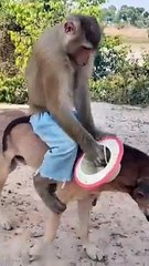 Funny monkey & dog video #funny #fyp #monkey