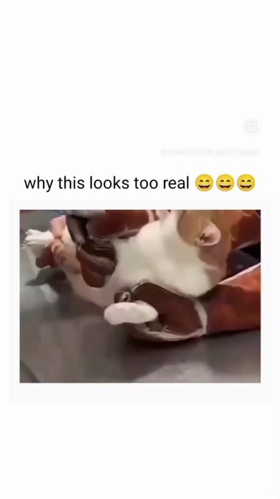Funny cat