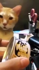 Extremely unexpected cats behaviour ! Cute cats