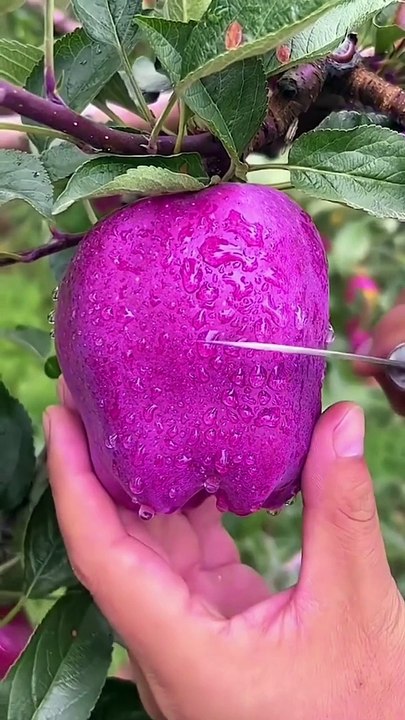 Tasty Apple