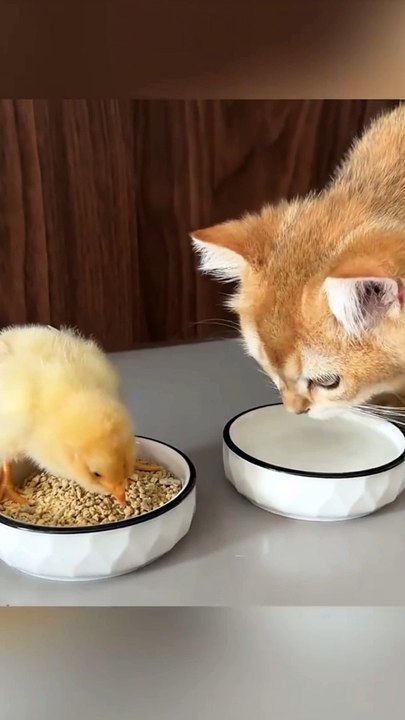 Meri billi