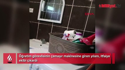 Öğretim görevlisinin çamaşır makinesine giren yılanı, itfaiye ekibi çıkardı