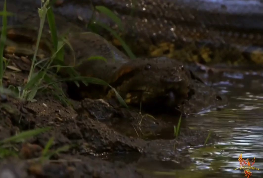 Anaconda big snake attack on man