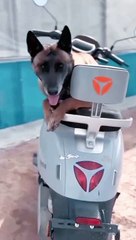 Ak kutta kutty ky bachy ki jan bachata ha