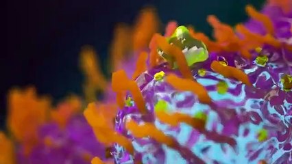 Human digestive system - How it works! (Animation)
