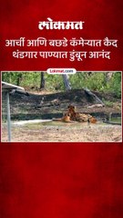 आर्ची आणि बछडे कॅमेऱ्यात कैद थंडगार पाण्यात डुंबून आनंद