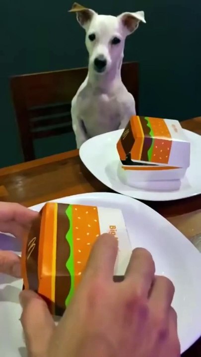Wow, this is amazing! Dog Eating Food. Furry Fun: Hilarious Animal Antics