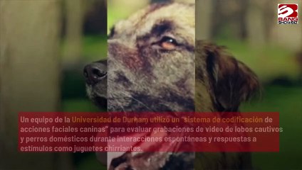 La domesticación ha privado a los perros de su capacidad de comunicación