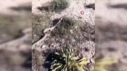 O ilde en zehirli yılan görüntülendi