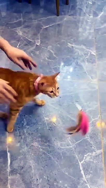 Cat fun time
