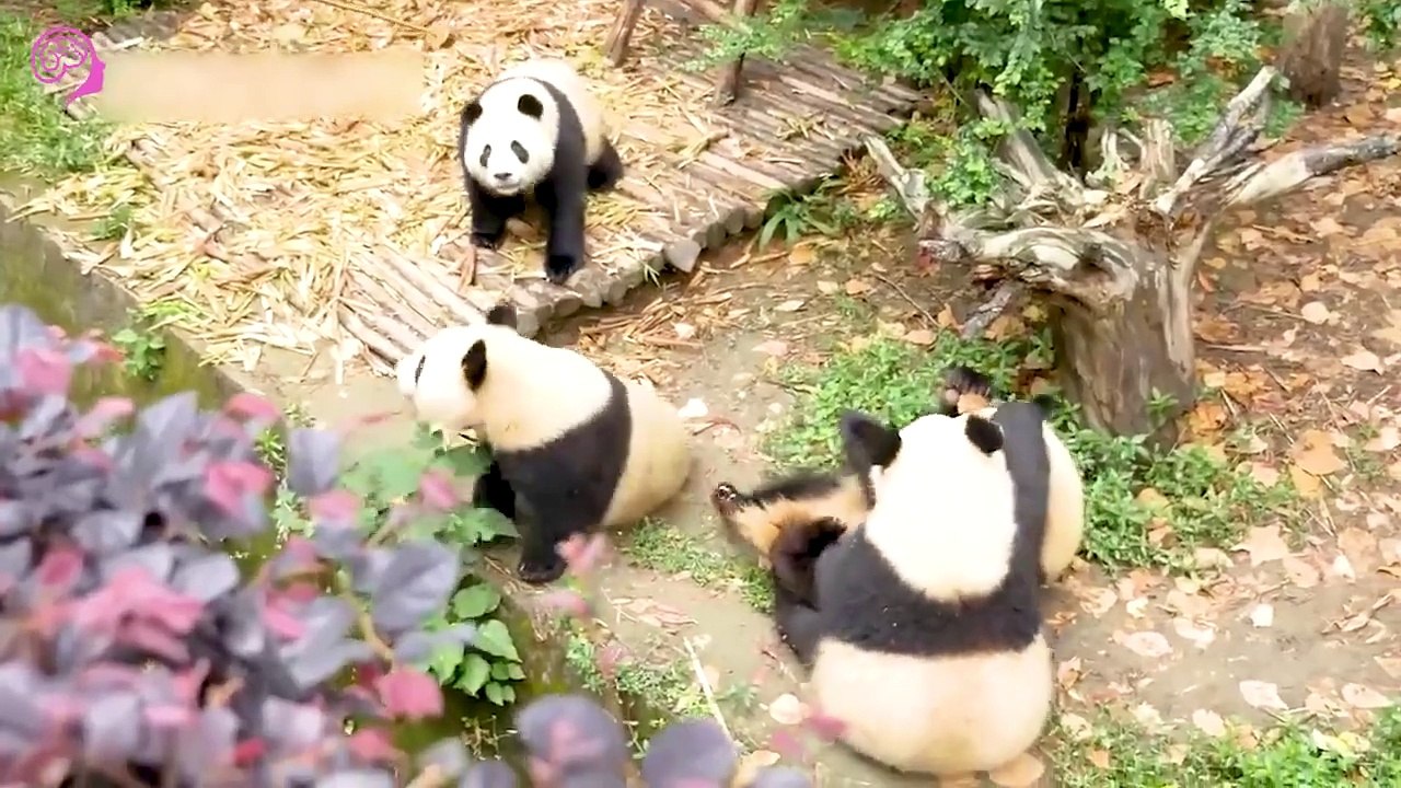 Before and After Animals Grow Up - Incredible Animal Transformations #9