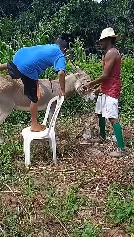 Funny & Angry Donkey