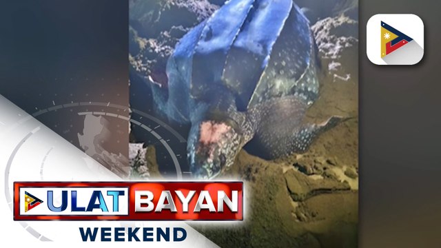 DENR, nanawagan na protektahan ang nesting site ng isang critically endangered na leatherback...