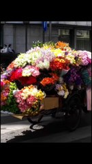 Beautifully flowers see