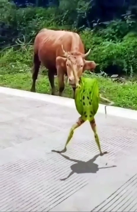 dancing frog