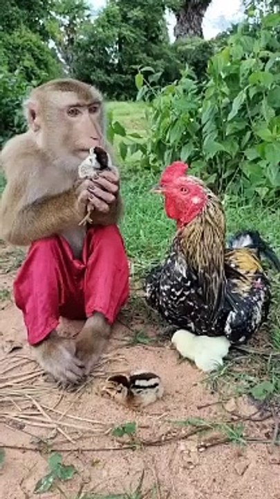Monkey & Chick
