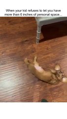 おもしろい子犬トラップ、面白いペット。