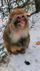Funny Monkey Happy Mood funny video.