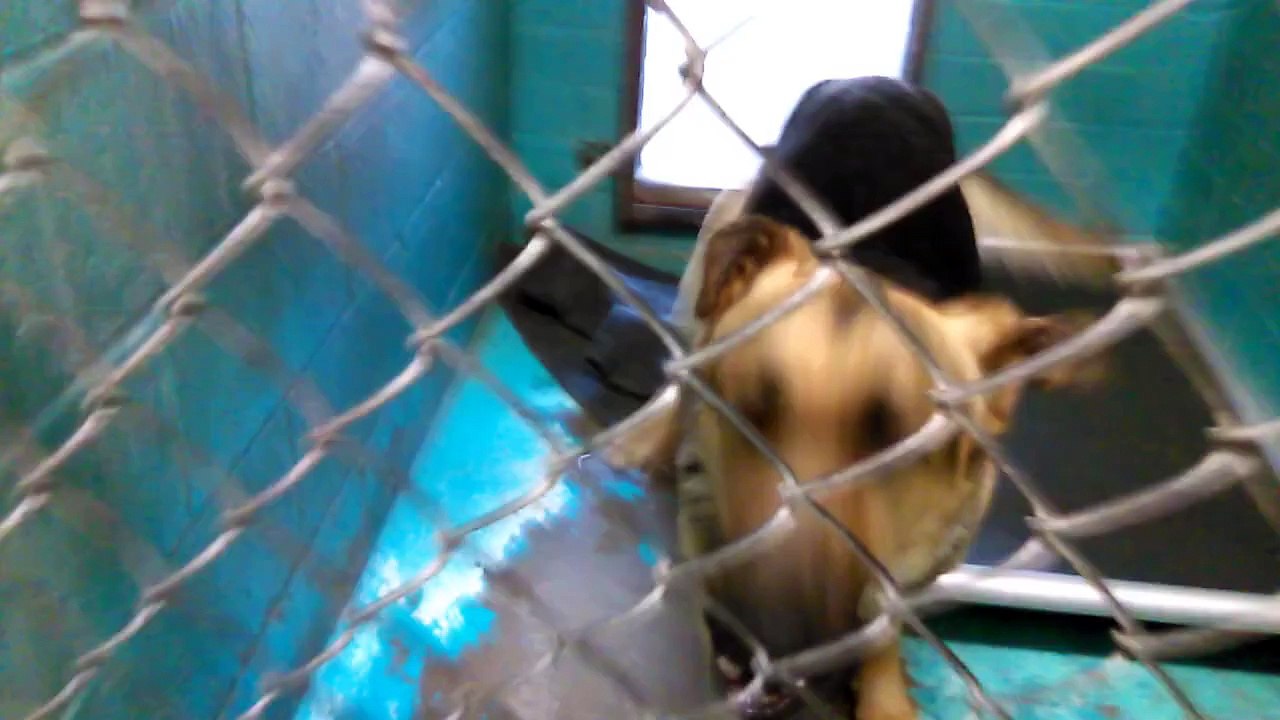 Old film❤️Dutch 2y Pet Id 839438 German Shepherd Humane Society of Southern Arizona❤️3450 N. Kelvin Tucson AZ 520-327-6088 on 4-19-2017Adopted6-16-2017