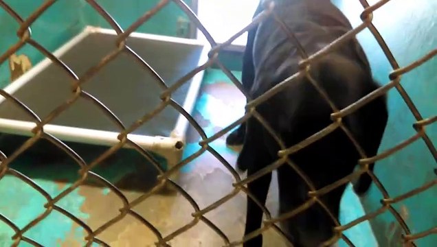 Old film❤️Joe 5y Pet Id 841326Adopted6-4-2017 Black Lab German Shepherd mix maybe with grey muzzle & Maxine 1y Pet Id 833114Adopted4-18-2017 HSSAZ shelter❤️4-18-2017