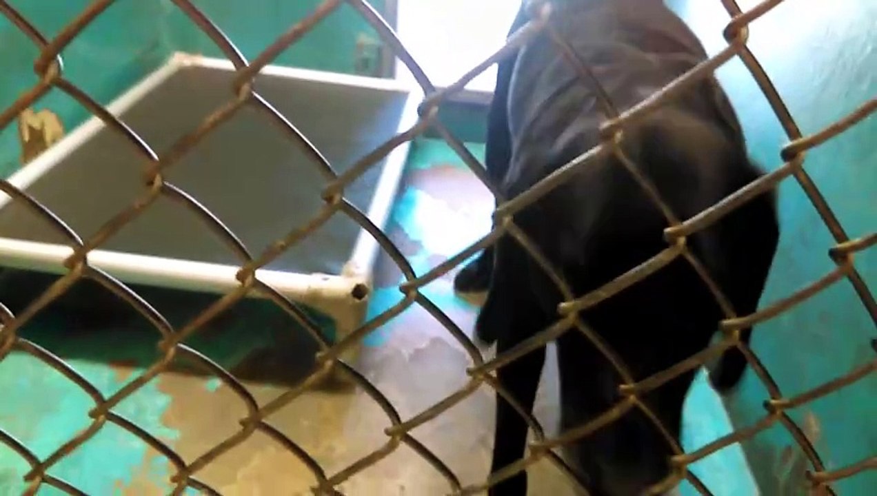 Old film❤️Joe 5y Pet Id 841326Adopted6-4-2017 Black Lab German Shepherd mix maybe with grey muzzle & Maxine 1y Pet Id 833114Adopted4-18-2017 HSSAZ shelter❤️4-18-2017