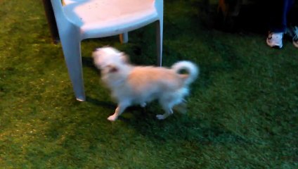 Old film❤️Pippin 3y A594523 Terrier Hide & Seek Pima Animal Care Center❤️4-23-2017Adopted4-25-2017