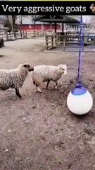 Goats  aggressive mode