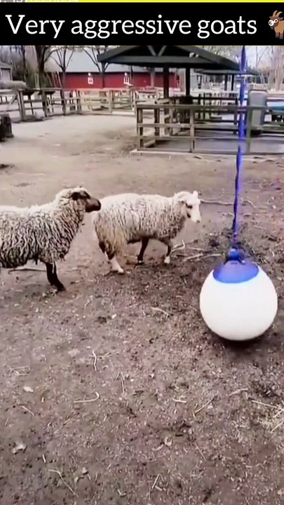 Goats  aggressive mode