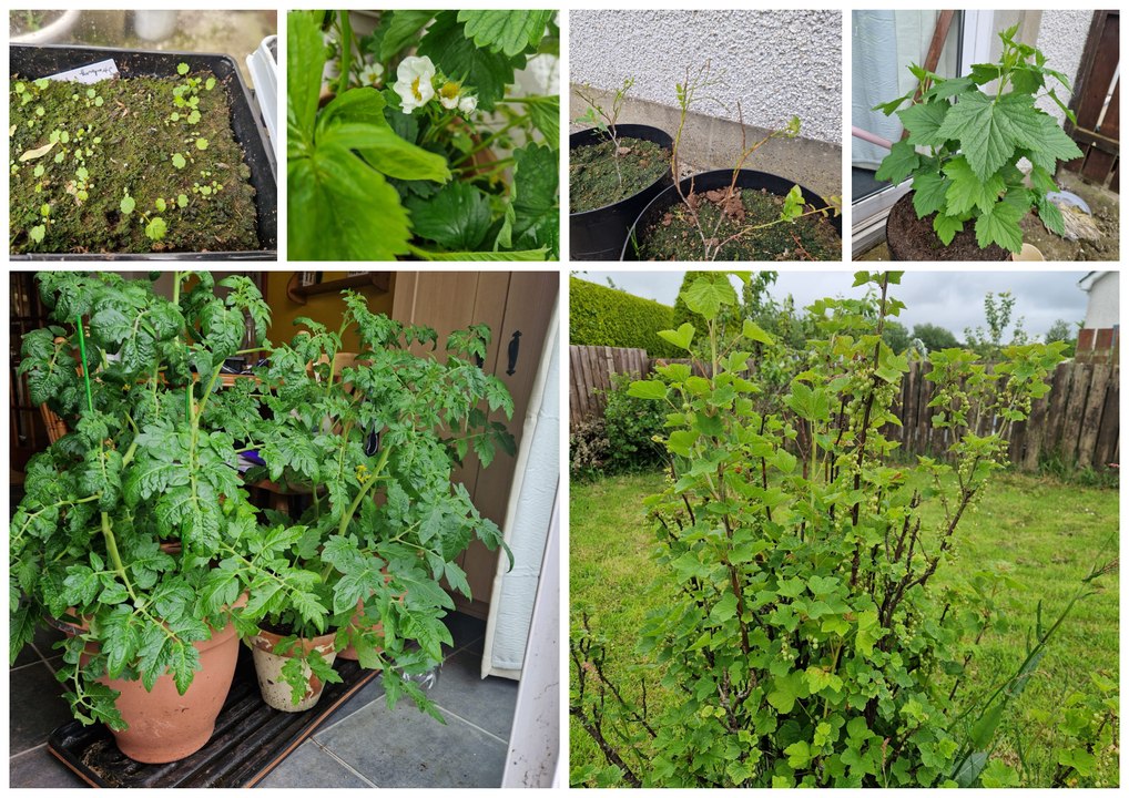 Easy fruits to grow in your garden - Gardening with Brendan