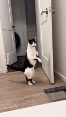 #cat #cats #catvideos #catshorts #catlovers #catlover Cat Afraid of Water