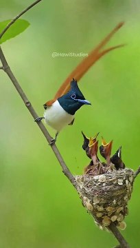 Beautiful birds #nature #naturebirds#viral#reel#shorts #trending
