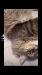 sto gatto gioca con il nonno