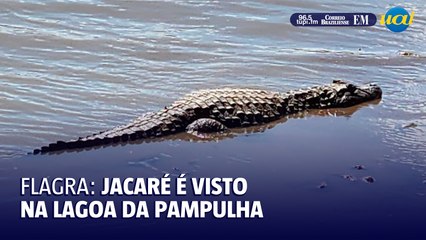 Jacará surpreende visitantes na lagoa da Pampulha