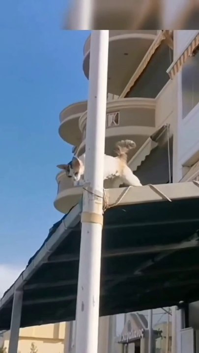 Talented  cat