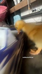 That one car edit. Older video of chip. #phonk #music #remix #duckduck #duck