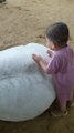 Cute baby boy playing with beautiful Cows