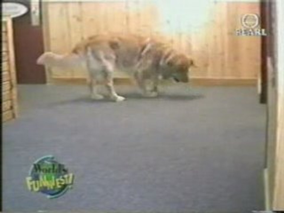 Chien_grosse_bouche