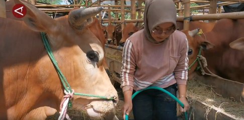 Mahasiswi asal Boyolali sukses raih cuan dari berternak sapi