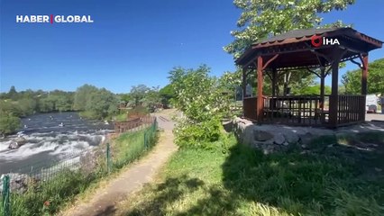 Martıların uçan balık festivali: Vatandaşlar keyifle izliyor