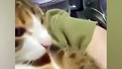 These Cats Can Speak In English_ Funny Animal Videos_ Furry Buddy()