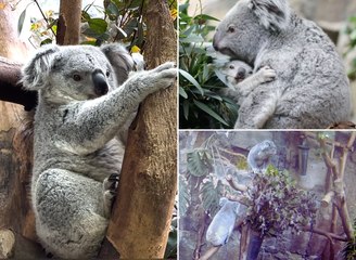 Meet the three adorable koalas at Edinburgh Zoo