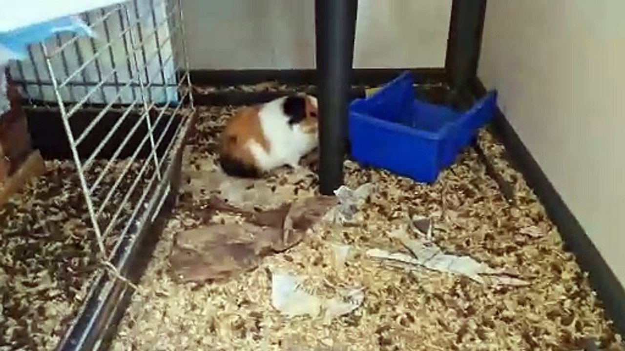 runny pigs reupload