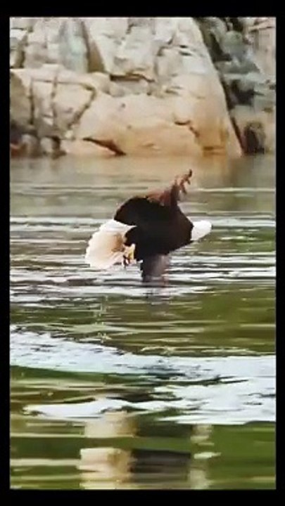 Eagle Hunt