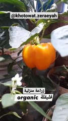How to plant a sweet pepper soon