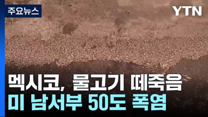 멕시코, 이상고온에 물고기 떼죽음...美 남서부 '50도 폭염' 비상 / YTN