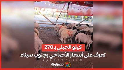 كيلو الجبلي بـ 270.. تعرف على أسعار الأضاحي بجنوب سيناء