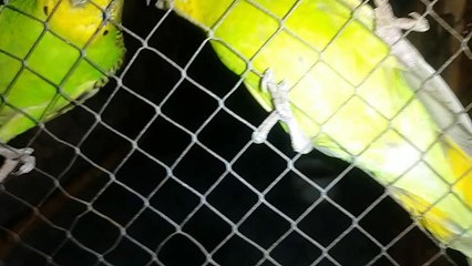 Parrot Australian, birds