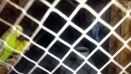 Australian bird, parrot