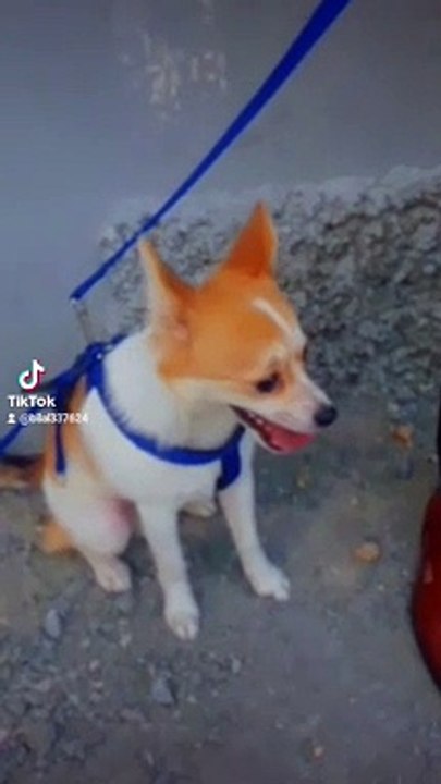 Small dogi